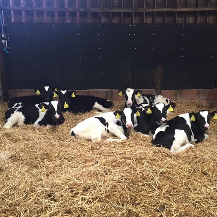 reared-calves-01.jpg