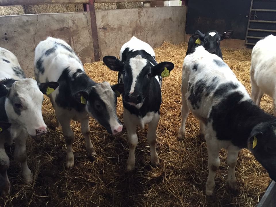 reared-calves-04.jpg