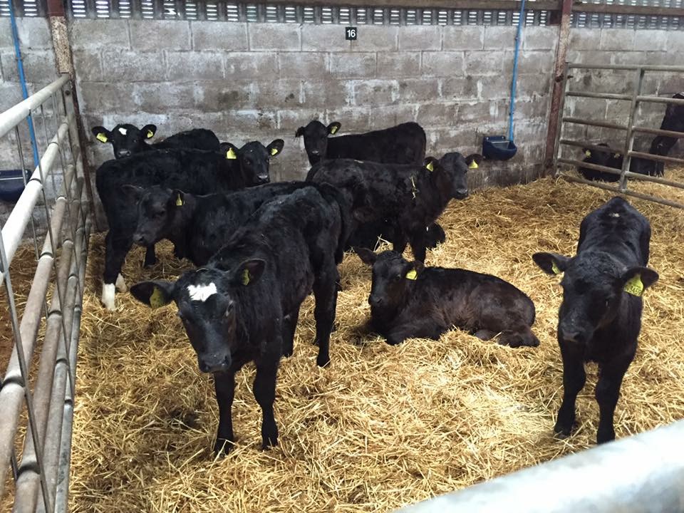 reared-calves-06.jpg